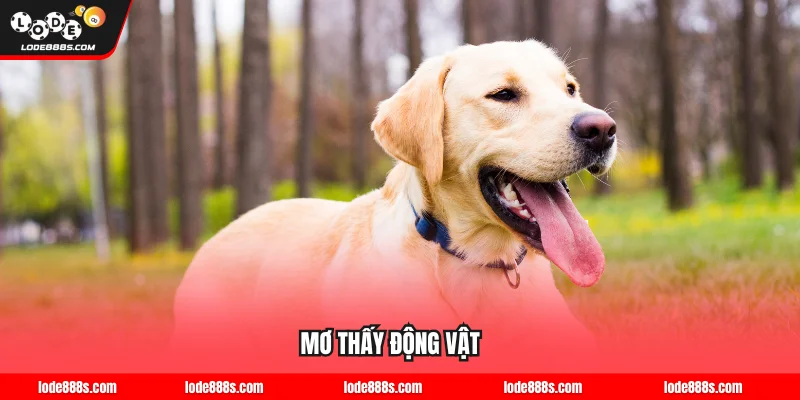 Mơ thấy động vật là giấc mơ phổ biến nhất